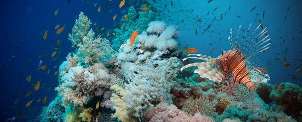 Fototapeten Rotfeuerfische am Korallenriff unter Wasser © lotus_studio