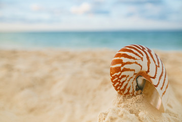 nautilus sea shell on golden sand beach in  soft sunset light