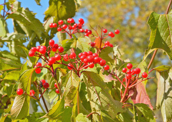 Berries of arrow-wood 17