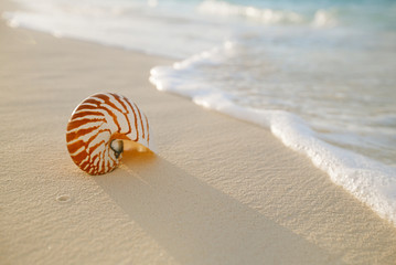 nautilus sea shell on golden sand beach in  soft sunset light