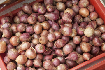 Shallots