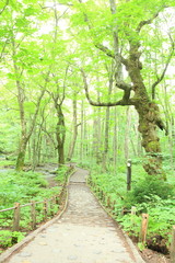 Path of fresh green trees, Aomori, Japan