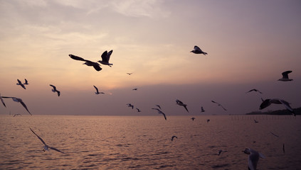 Plakat Seagull with sunset at Bang Pu beach