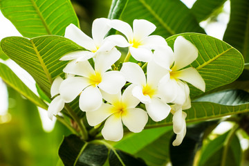 Obraz na płótnie Canvas Beautiful white flower in thailand, Lan thom flower