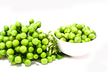 turkey berry isolated on white background