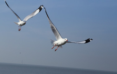 Seagull flying under the sky