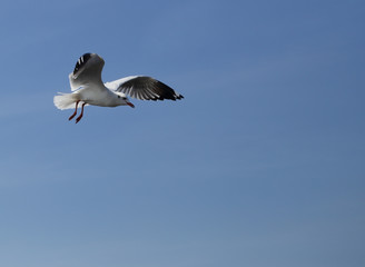 Seagull flying under the sky