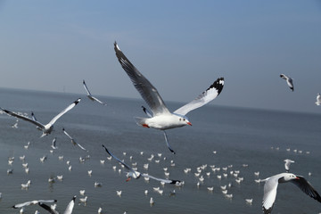 Seagull flying under the sky