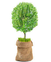 Green tree in sackcloth bag isolated on white