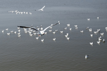 Seagull flying