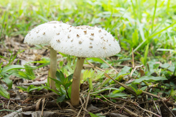 magic mushroom