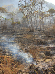 Bushfire - Stock Image
