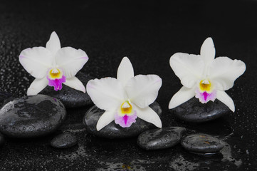 Fototapeta na wymiar Set of three white orchid on wet stones –wet background