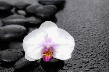 Still life with beautiful white orchid with wet stones