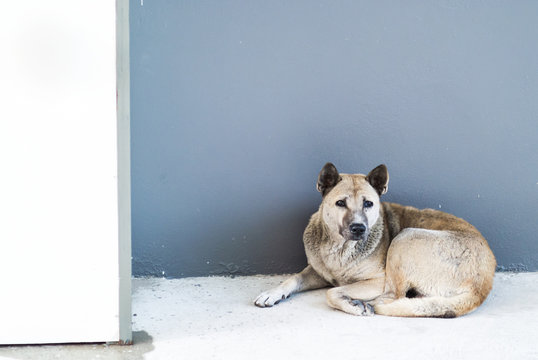 Old Dog Resting On The Floor