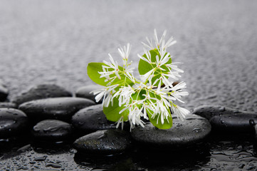 White tropical spring flower on wet background