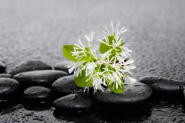 Keuken spatwand met foto White tropical spring flower on wet background © Mee Ting