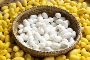 cocoon silkworm many silk worm