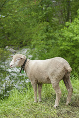Obraz na płótnie Canvas Sheep in Switzerland