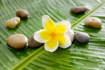Fototapeta na wymiar frangipani and pile of stones on banana leaf