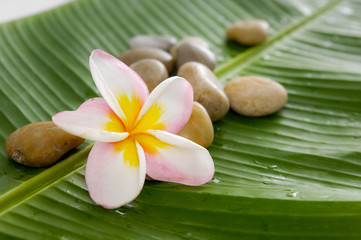 Obraz na płótnie Canvas Set of frangipani and pile of stones on banana leaf