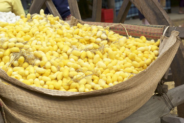 cocoon silkworm many silk worm