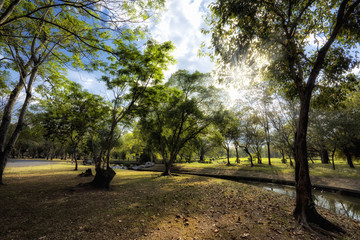 View of green trees in the park