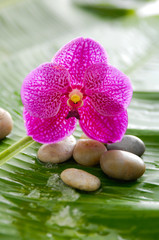 Obraz na płótnie Canvas Beautiful orchid and set of stones on wet banana leaf