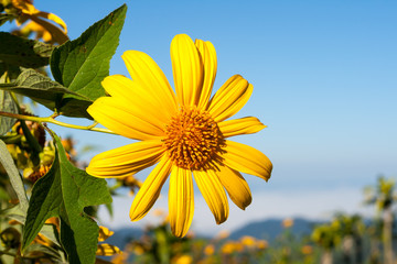 Tree marigold with bee, Mexican tournesol, Mexican sunflower wit