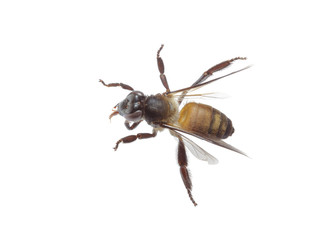 Dead bee on isolated white background.