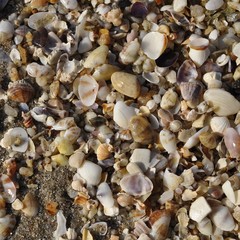 sea shell