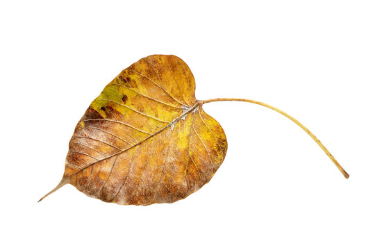 Dry leaf on white background,bodhi leaf.
