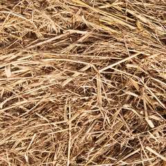 Hay stack