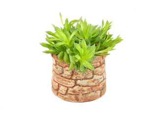 Naklejka premium Green succulent plant agave, isolated on white background