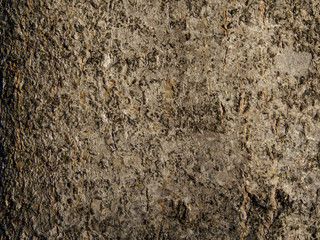 Bark Of Populus Tree Closeup