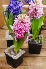 Naklejka na ściany i meble Hyacinth flowers