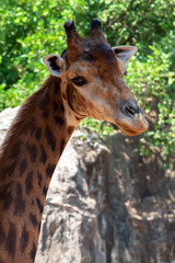 Obraz premium giraffe's head