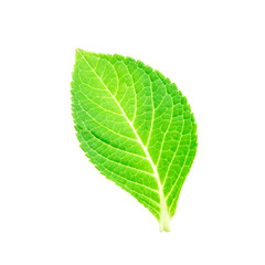 Obraz premium beautiful shape of single green leaf on white background