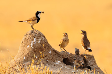 Capped wheatear feeding its chicks