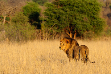Male lion