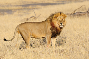 Male lion