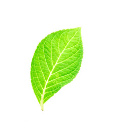 Fototapeta na wymiar beautiful shape of single green leaf on white background
