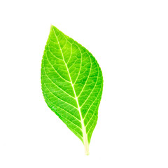 beautiful shape of single green leaf on white background