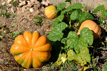 Pumpkin plants in a field