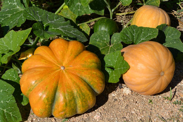 Pumpkin plants in a field