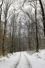 Winterspaziergang im Schnee 13