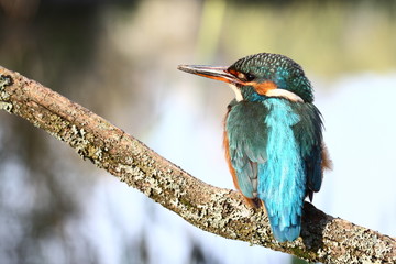 kingfisher