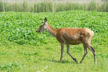Female deer in nature