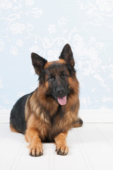 German shepherd laying