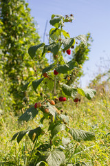 raspberry bush